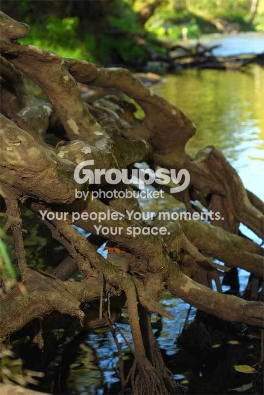 Tree-Roots.jpg