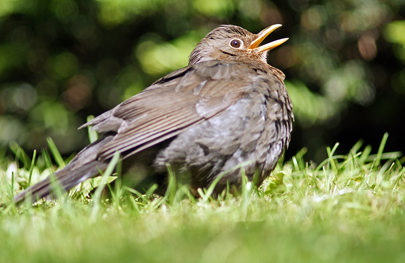 blackbird_06.jpg