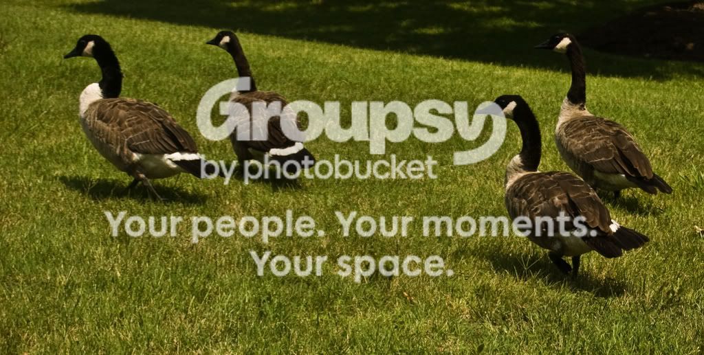 ducks.jpg