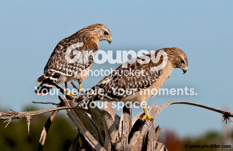 PIC_9736copy.jpg