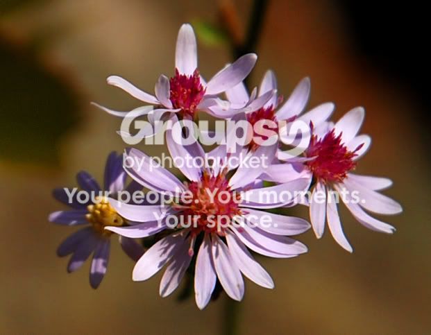 purpleFlowers.jpg