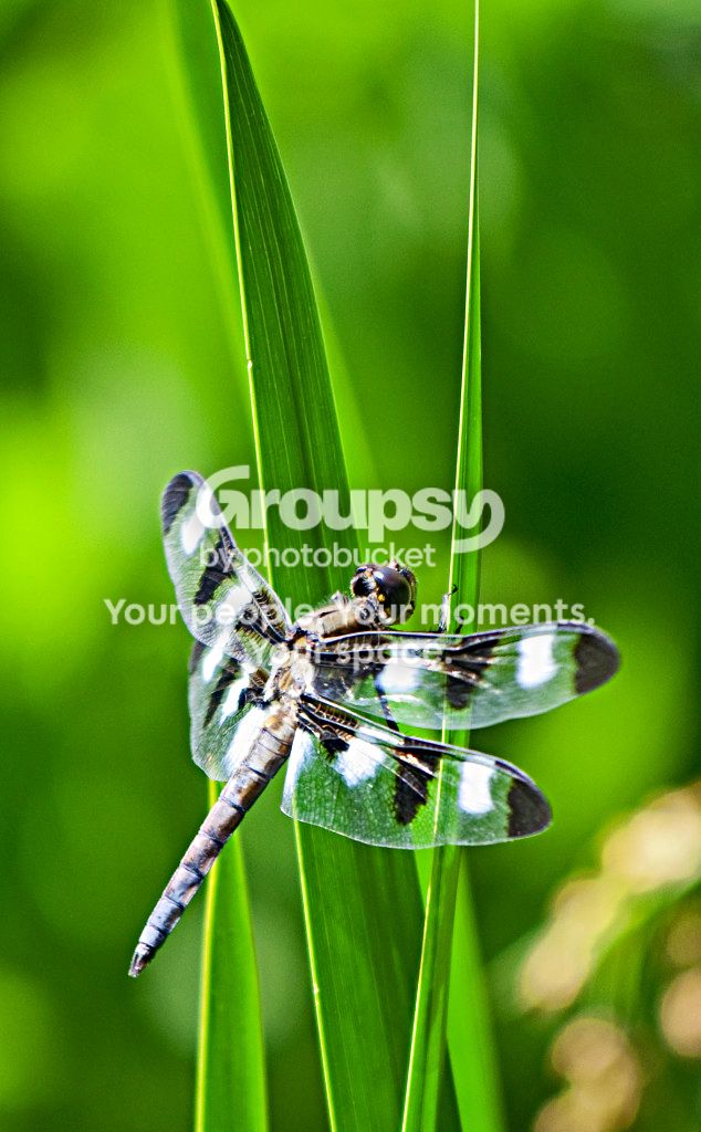 Dragonfly.jpg