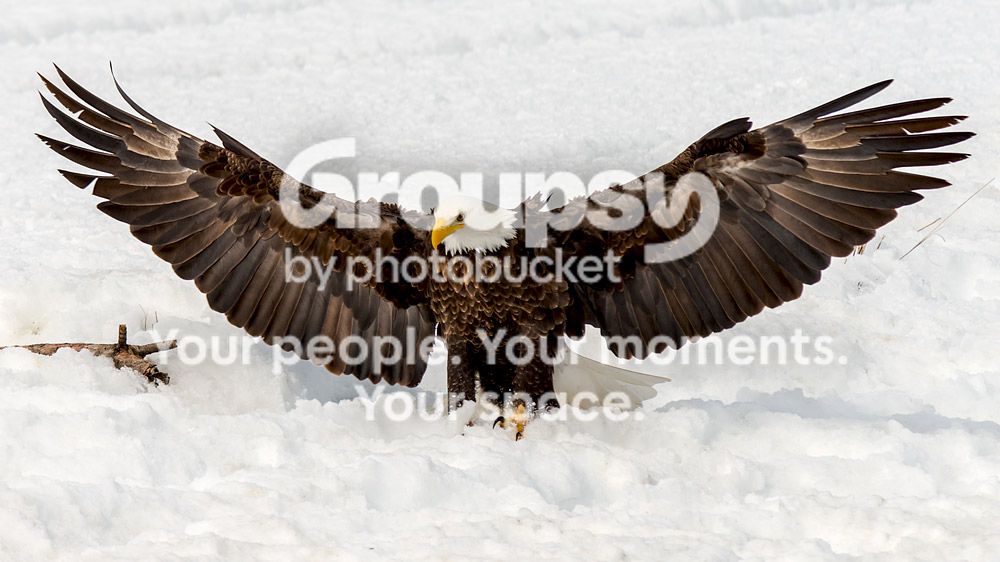 eagle12_zpseffe4e24.jpg