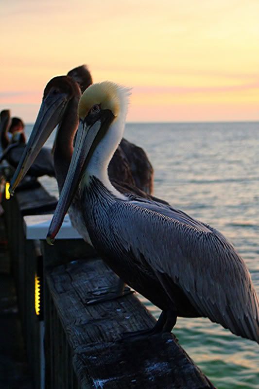 florida013.jpg