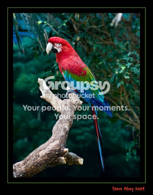 McCaw-on-branch-1899.jpg