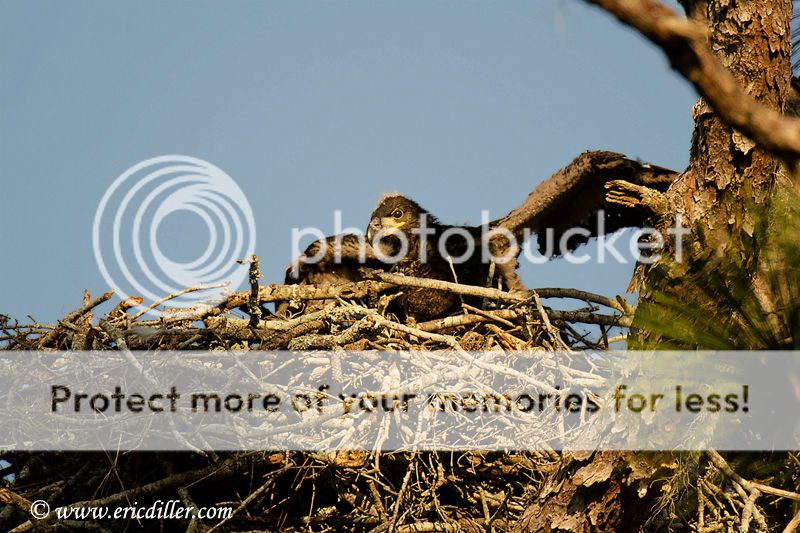 ECD_6455copy.jpg