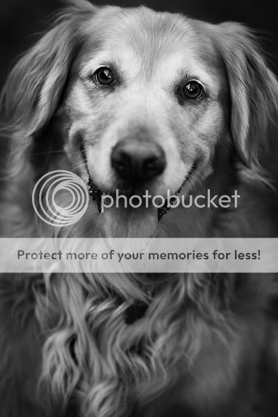 dog-sm.jpg