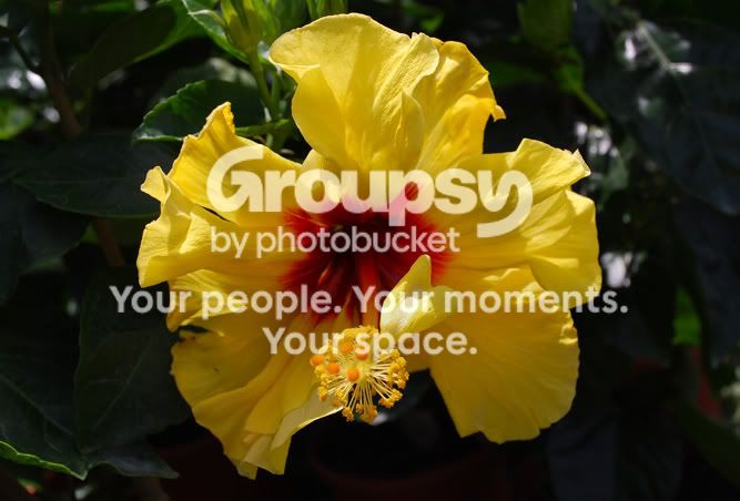 FLOWER19_0698.jpg