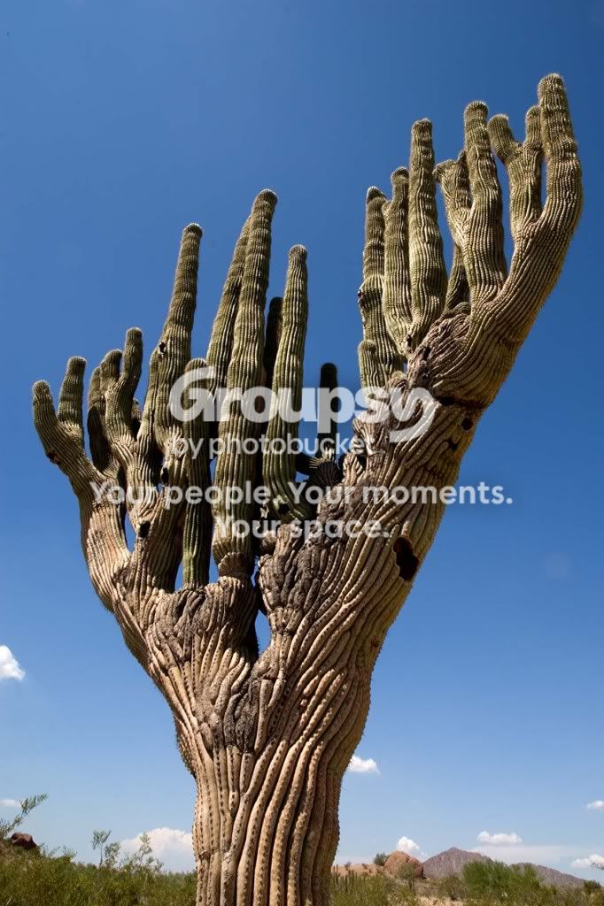 cactus1.jpg