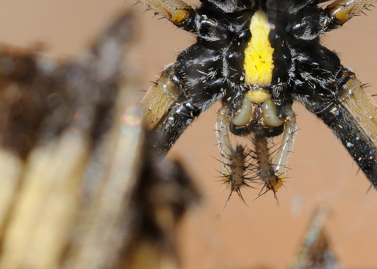 DSC_00090-X3.jpg