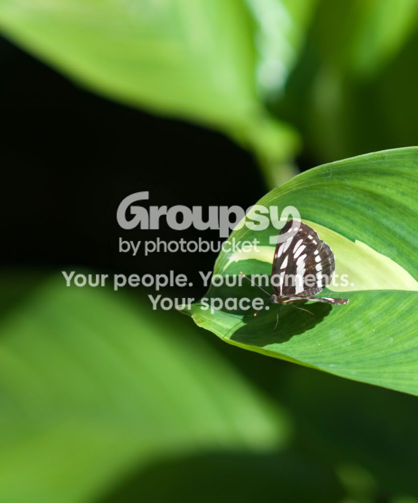 10002825_Butterfly_shadow.jpg