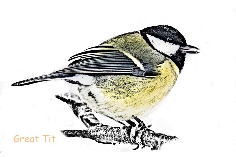 GardBird-4_zps0eafeb8f.jpg