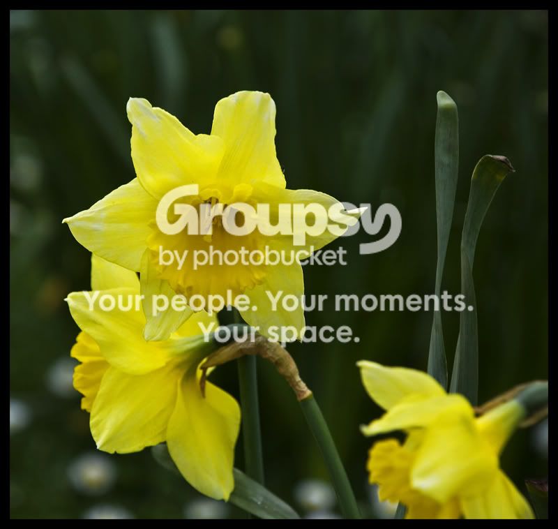 flowers1-1.jpg