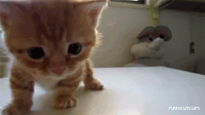 tumblr_mbz08hLeuF1ryaiojo1_400.gif