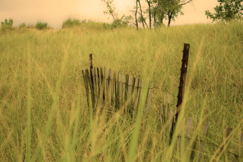 Fence.jpg