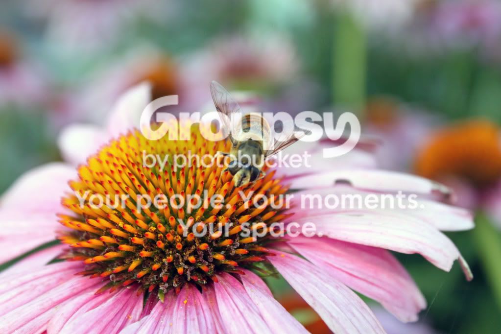 flowerwithbee.jpg