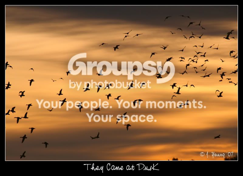 dusk-ducks.jpg