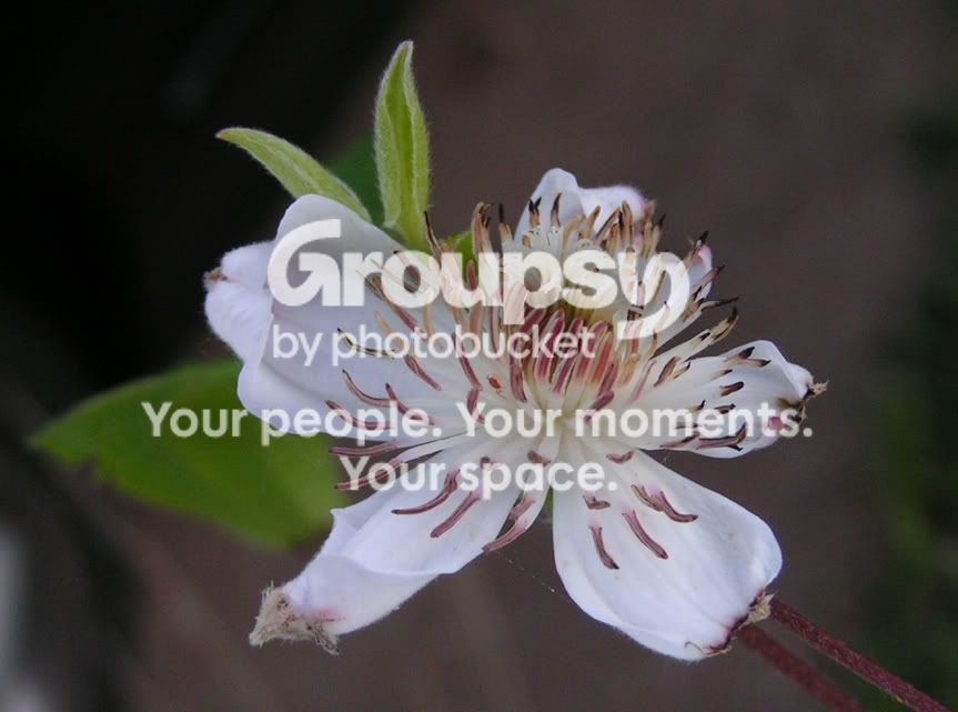 clematis.jpg