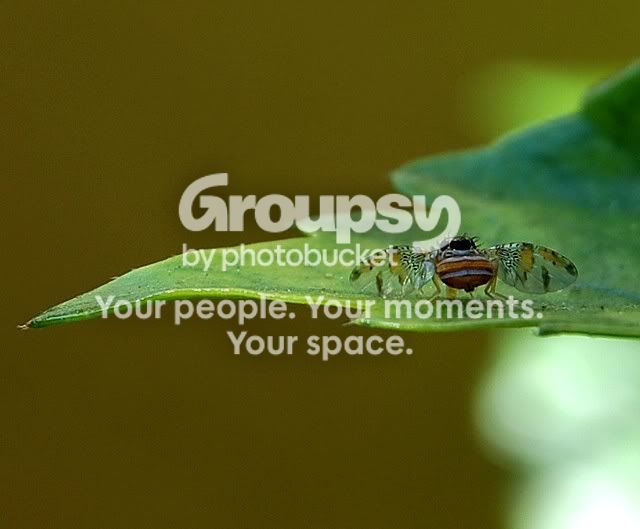fly7.jpg
