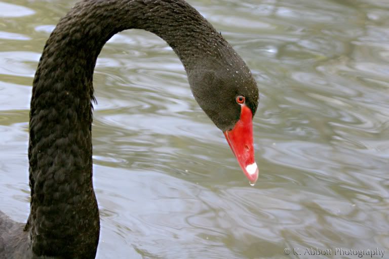 swan_arch.jpg