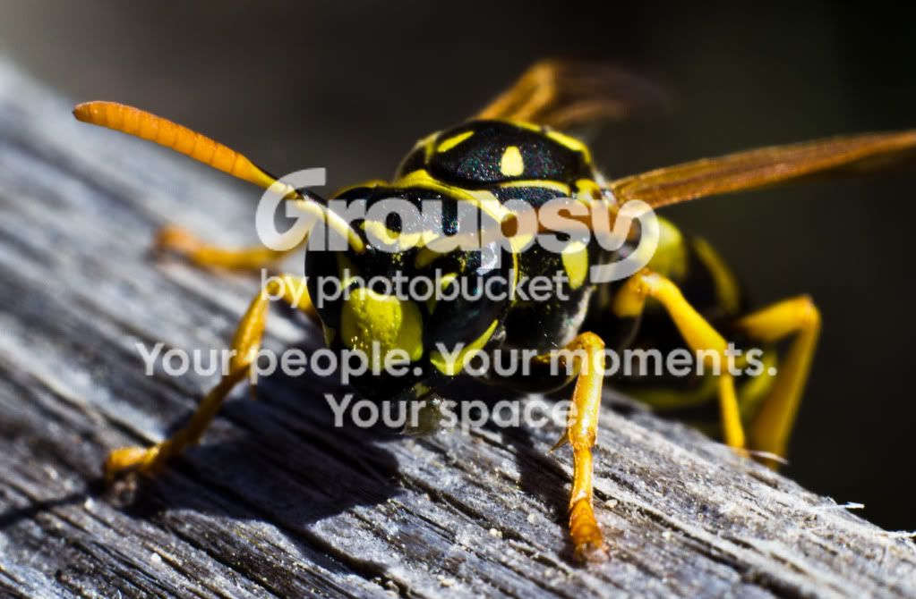 Wasp15.jpg