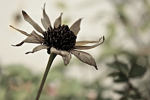 4057643675_c2158c5d4a.jpg