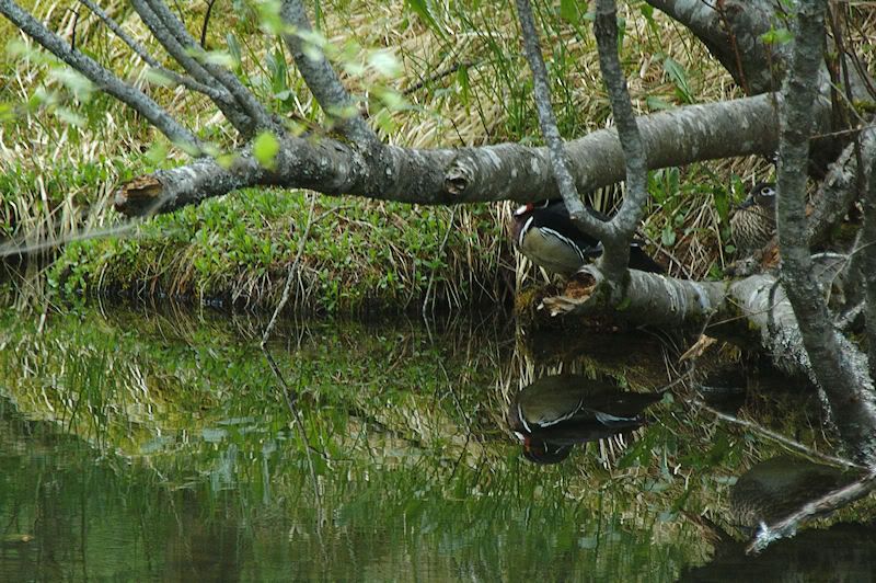 Woodduckreflection1769.jpg
