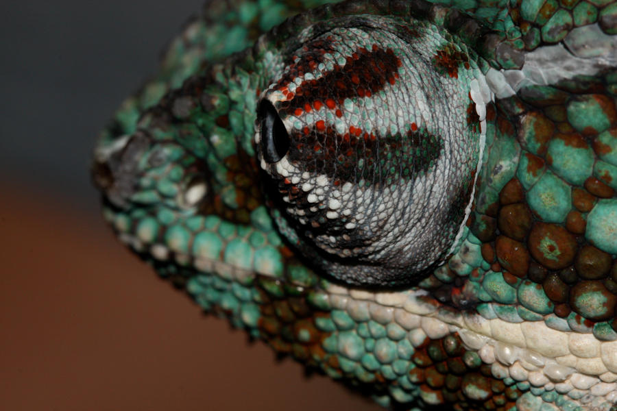 Chameleon_Eye_by_mack1time.jpg