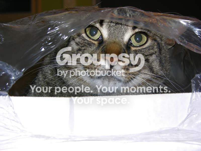Chat078-.jpg