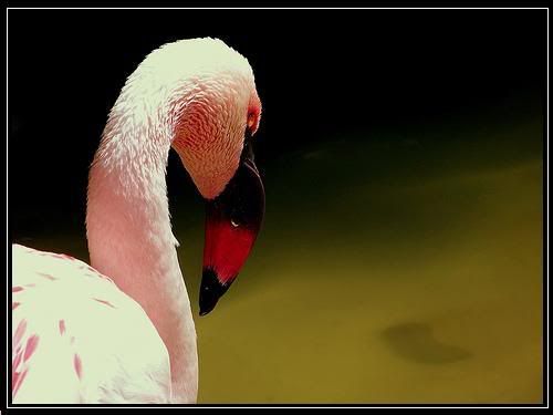 bird11.jpg