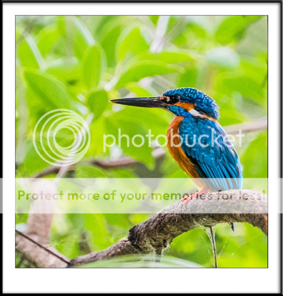 DSC_4118SqrCropFrame.jpg