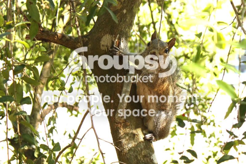 Squirrel0416.jpg