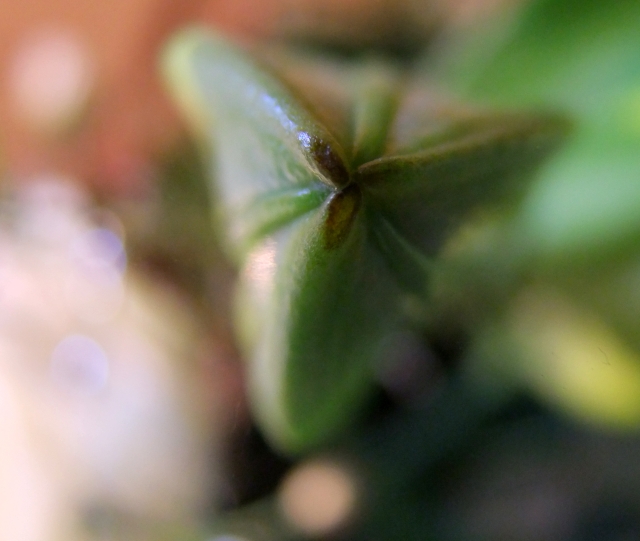 4210936773_a812541c26_o.jpg