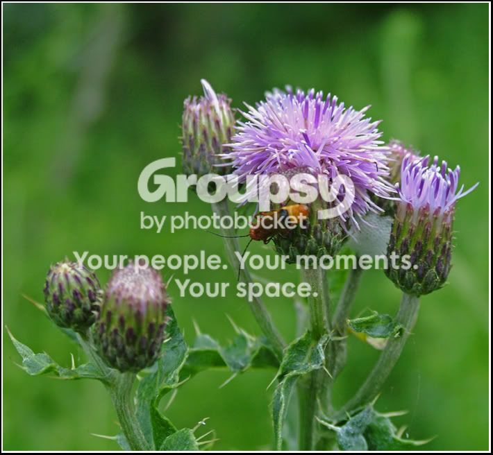 Thistle.jpg