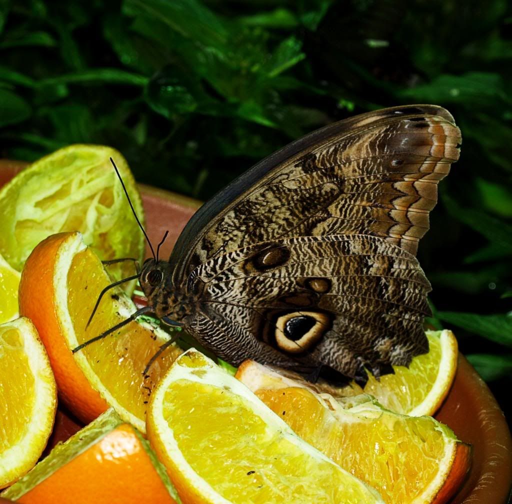 butterfly.jpg