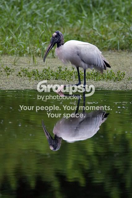 Woodstork-with-reflection.jpg