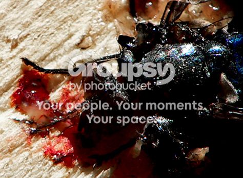 grossfly1.jpg