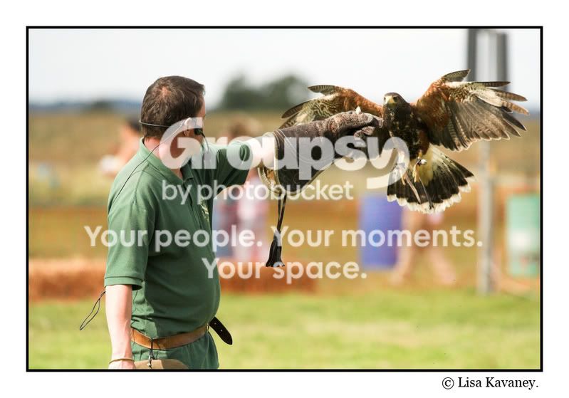 falconry-01copy.jpg