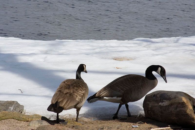 Goose3.jpg