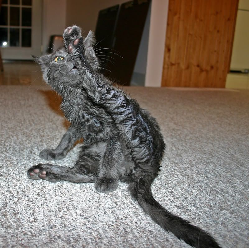 cleankitty.jpg