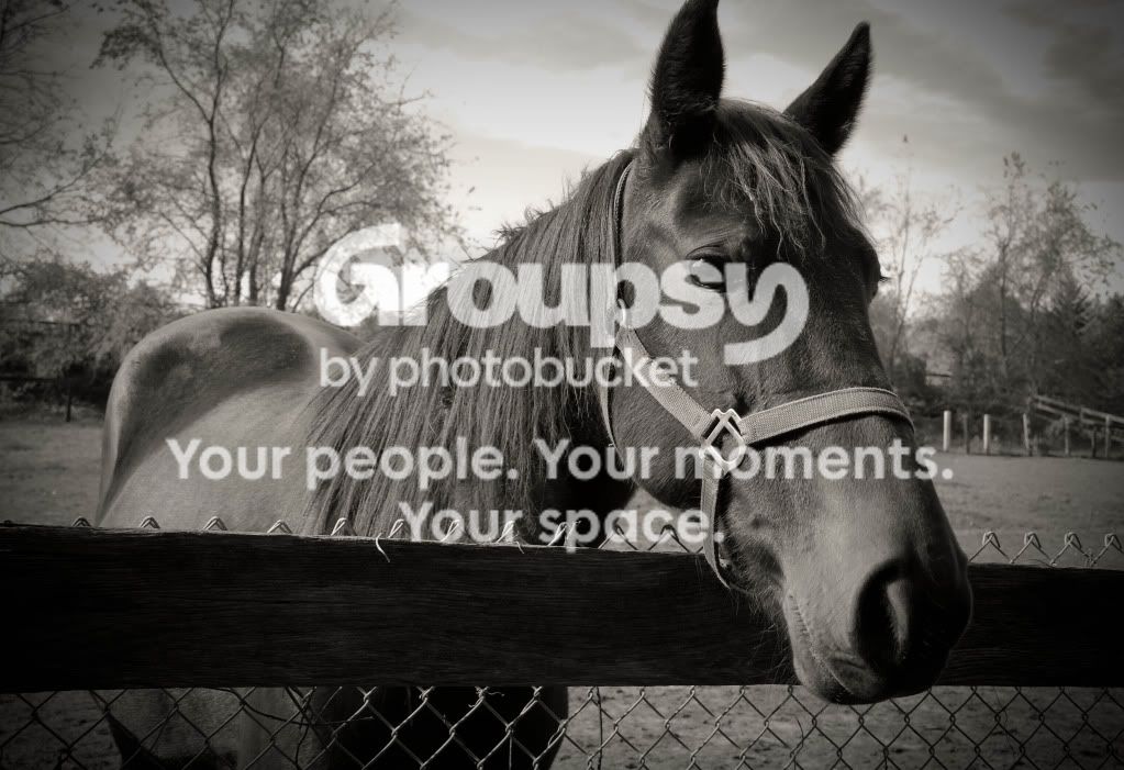 Horse.jpg