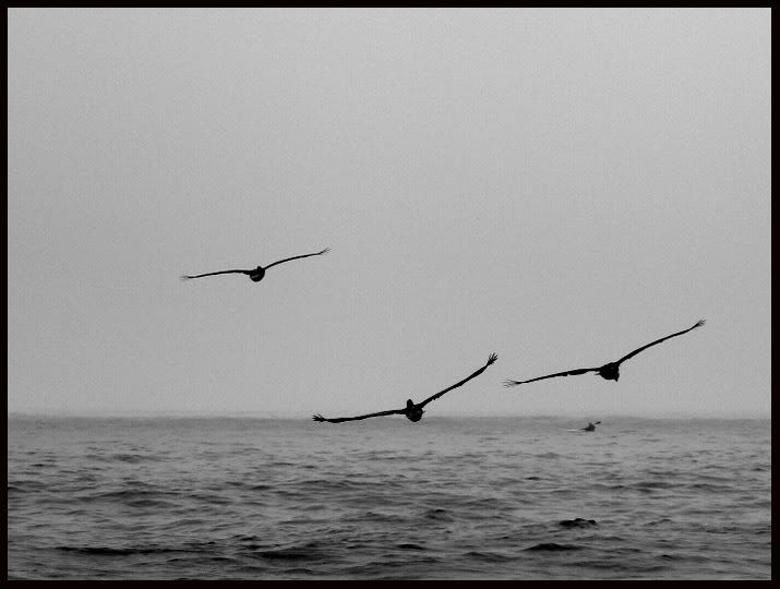 P1120600-1-1.jpg