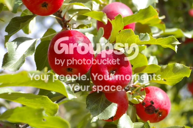 apples.jpg