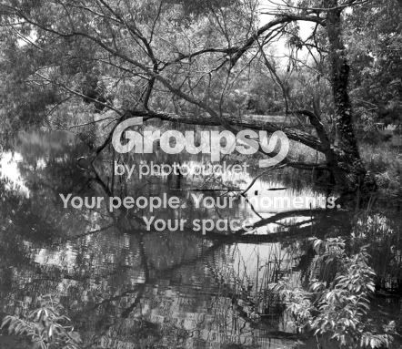 treereflection.jpg