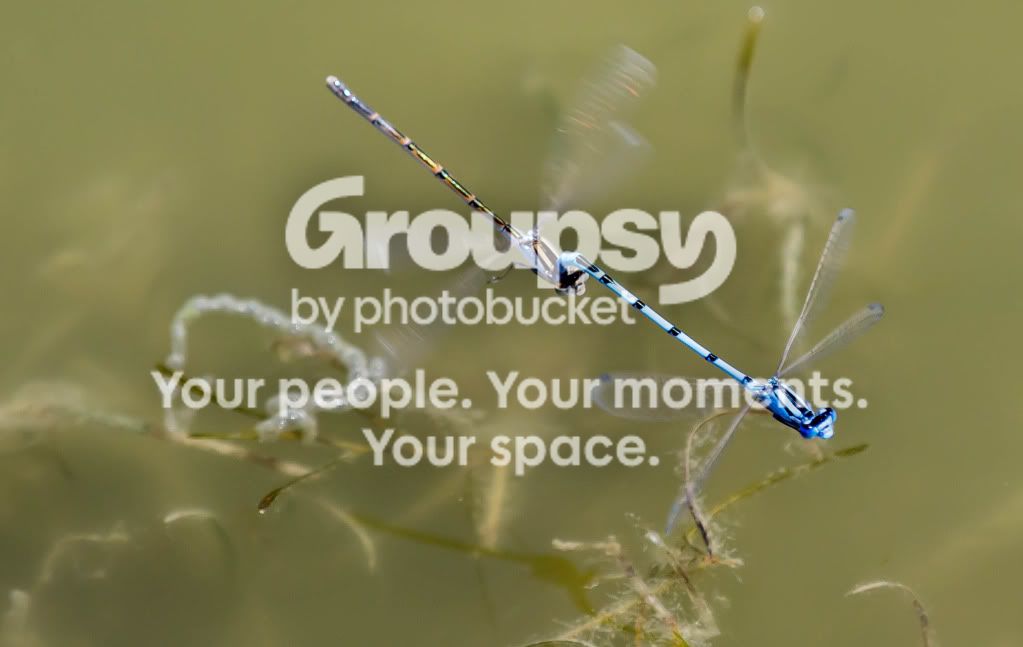 Dragonfly4.jpg