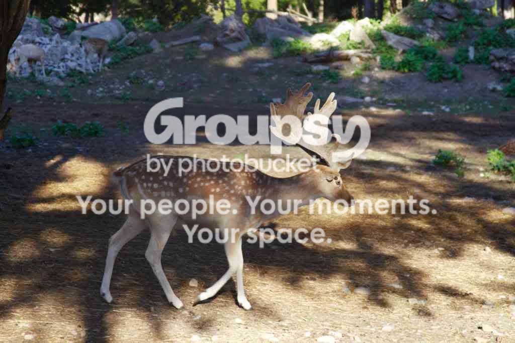 Deer.jpg