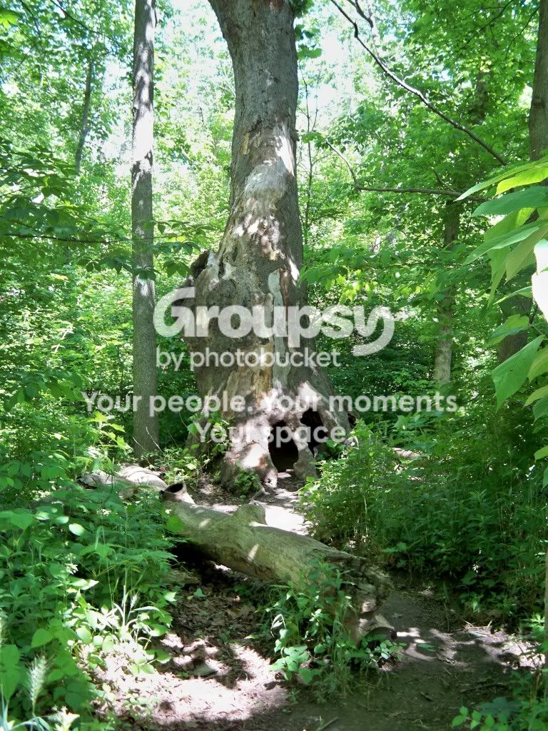 Tree.jpg