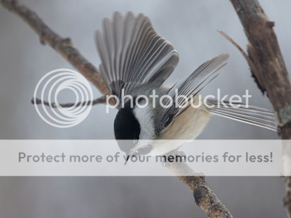 Chickadee%20take%20off_zpswbkno0jz.jpg