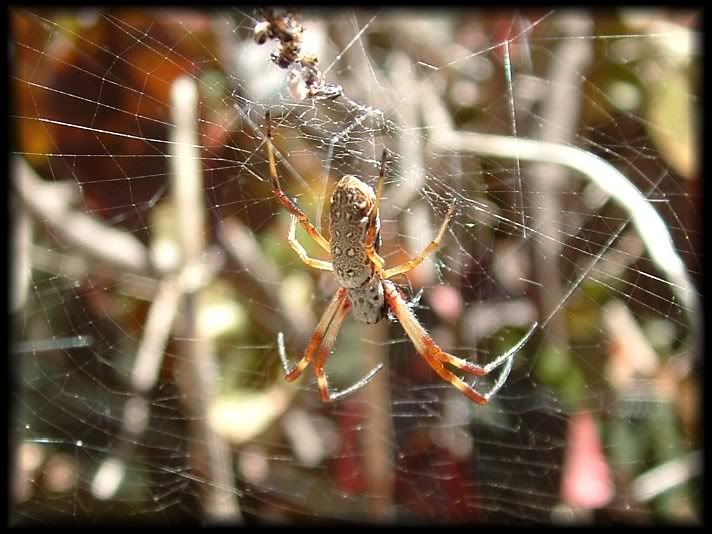 Spider5a.jpg