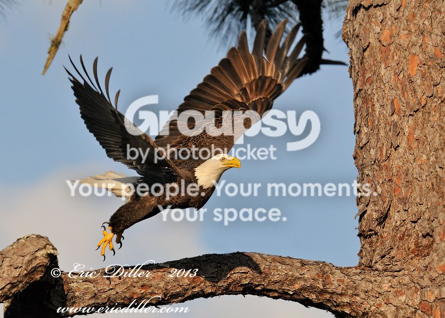 _EEE2136-copy900.jpg